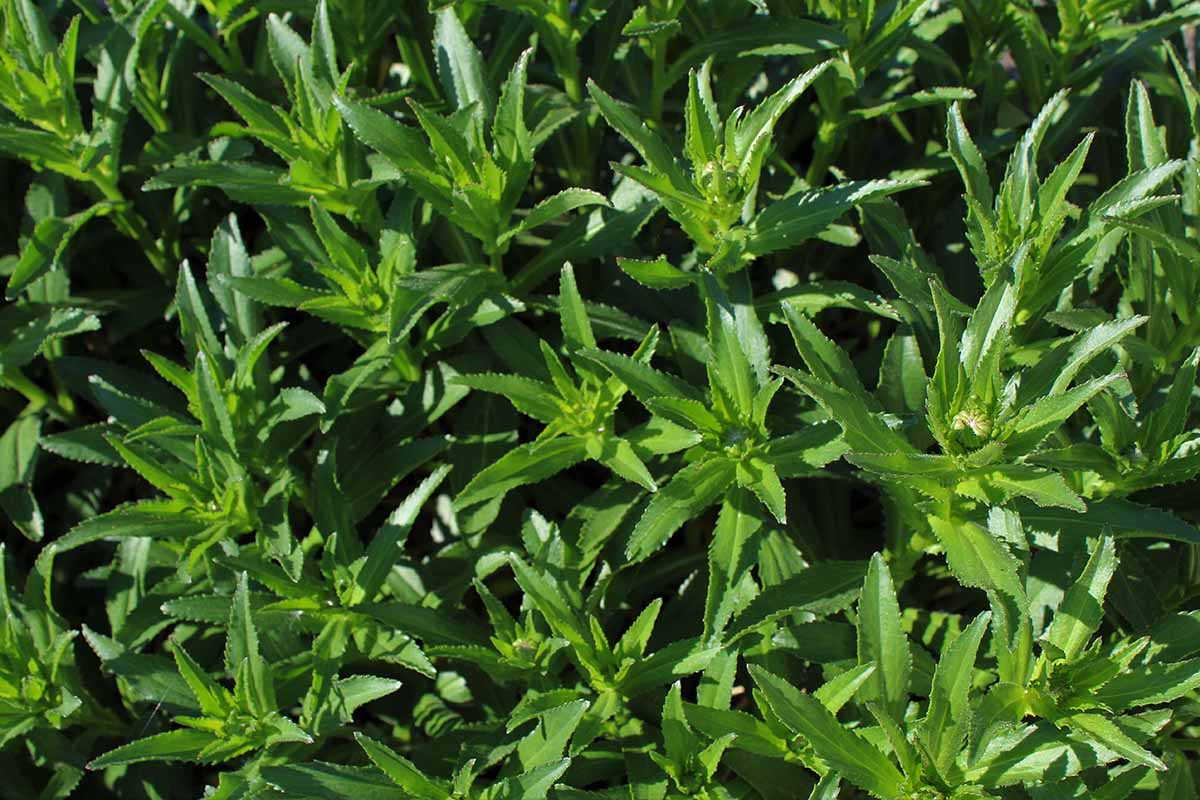 A close up horizontal image of the foliage of Shasta daisy plants pictured in light sunshine.