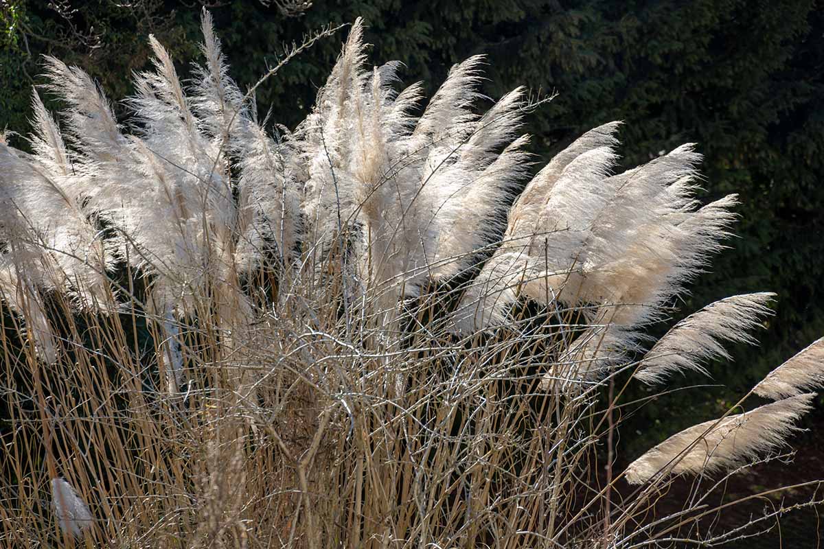A horizontal image of a large stand of Cortaderia selloana pampas grass with silver plumes growing in the garden.