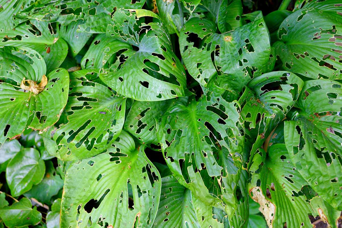 A close up horizontal image of hosta plants damaged by slug and snail feeding.