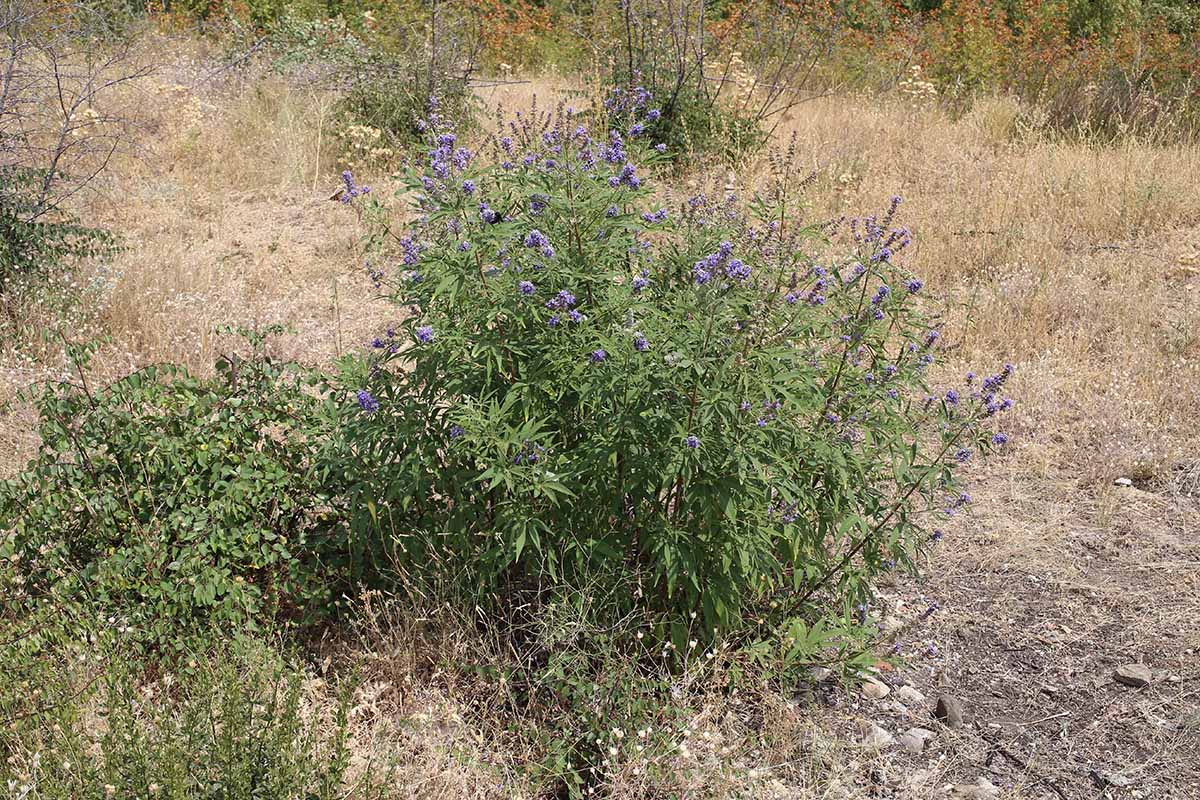 A horizontal image of a small Vitex agnus-castus shrub growing in a dry location.