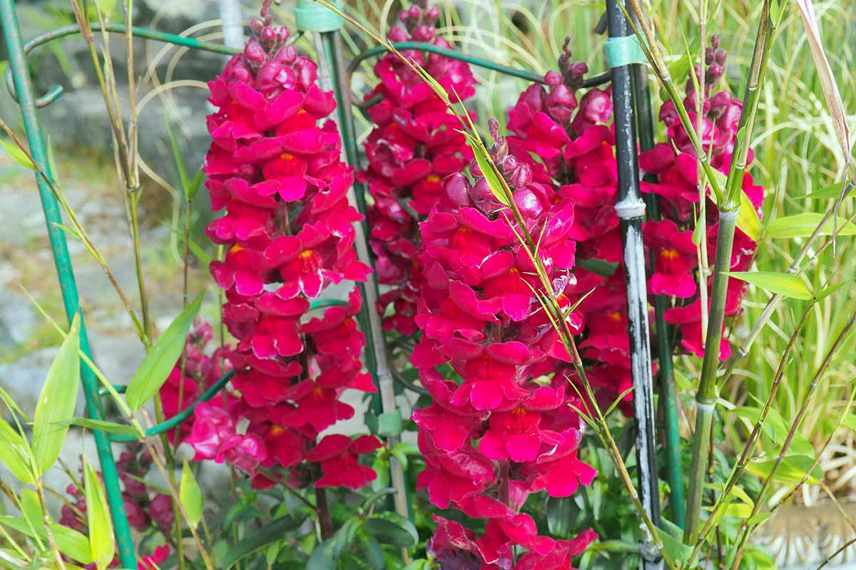 A close up horizontal image of red snapdragons growing in the garden.