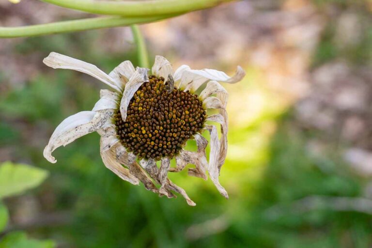 When and How to Prune Shasta Daisies Gardener’s Path