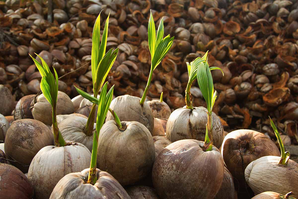 A close up horizontal image of coconuts that have started to sprout.
