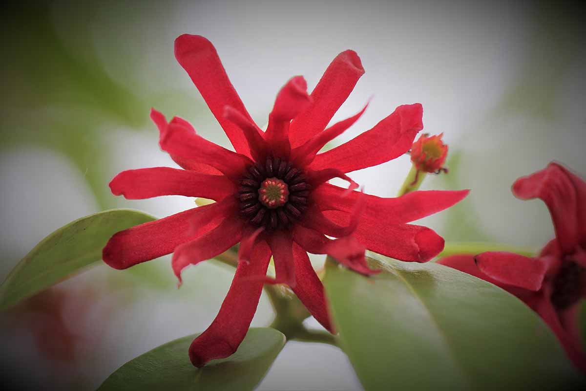 A close up horizontal image of a red star anise flower pictured on a soft focus background.
