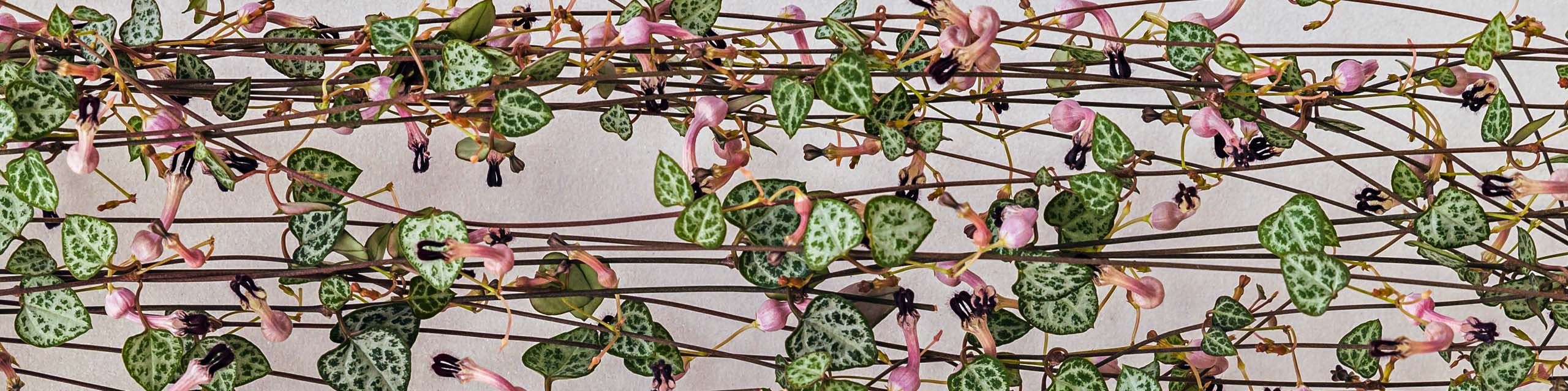 Trailing leaves of a variegated Ceropegia Woodii or string of hearts plant.