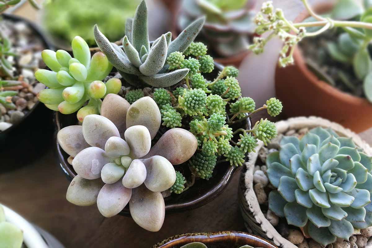 A close up horizontal image of different types of succulent plants growing in small pots.