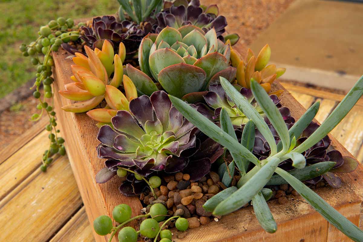 A close up horizontal image of a succulent garden with Echeverias in a wooden planter.