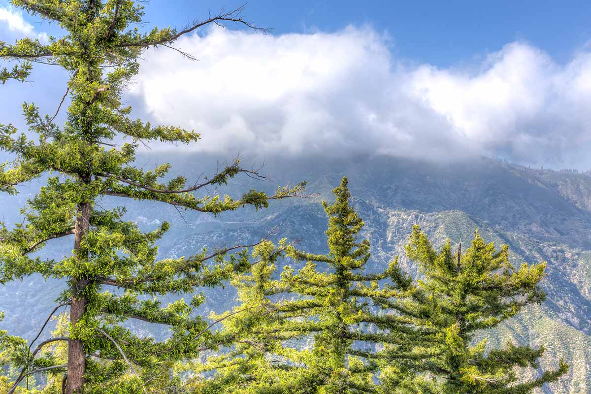 A horizontal image of large sugar pines growing wild.