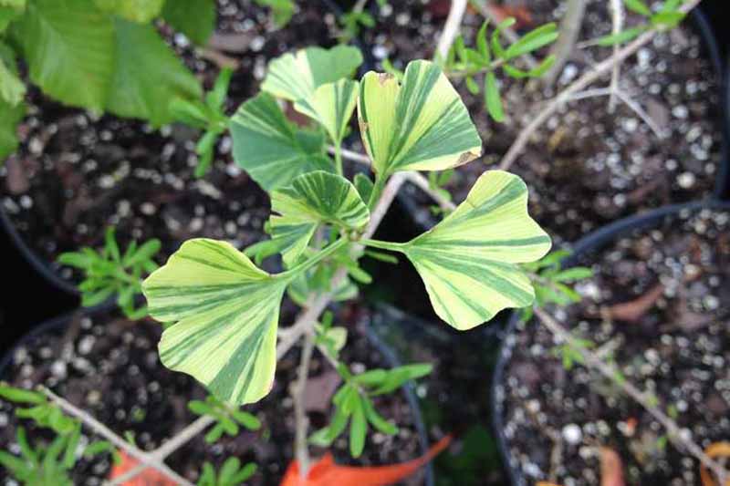 A close up of the variegated foliage of 'Sunstream' ginkgo growing in a pot.