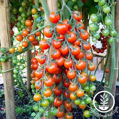 A close up square image of 'Supersweet 100' cherry tomatoes growing up a bamboo stake in the garden. To the bottom right of the frame is a white circular logo with text.