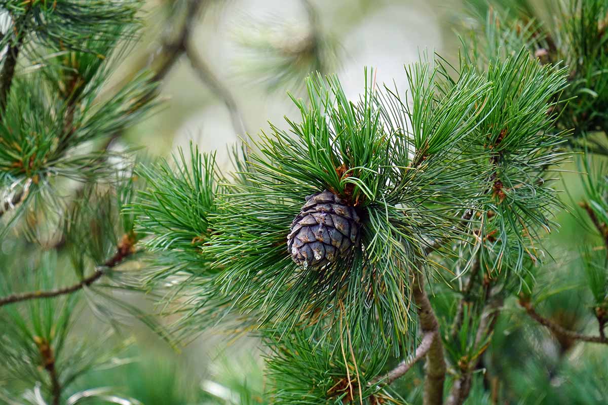 A close up horizontal image of the foliage and cones of Pinus cembra pictured on a soft focus background.