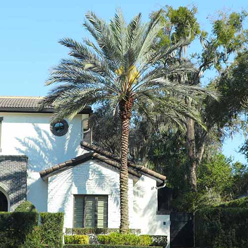 A square image of a sylvester palm tree growing outside a white brick residence.