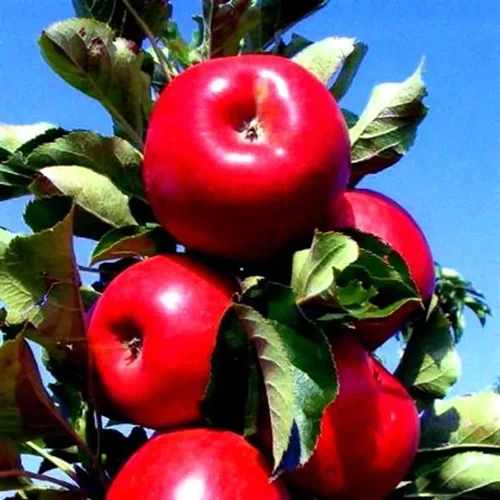 A close up square image of Tasty Red apples growing in bright sunshine pictured on a blue sky background.