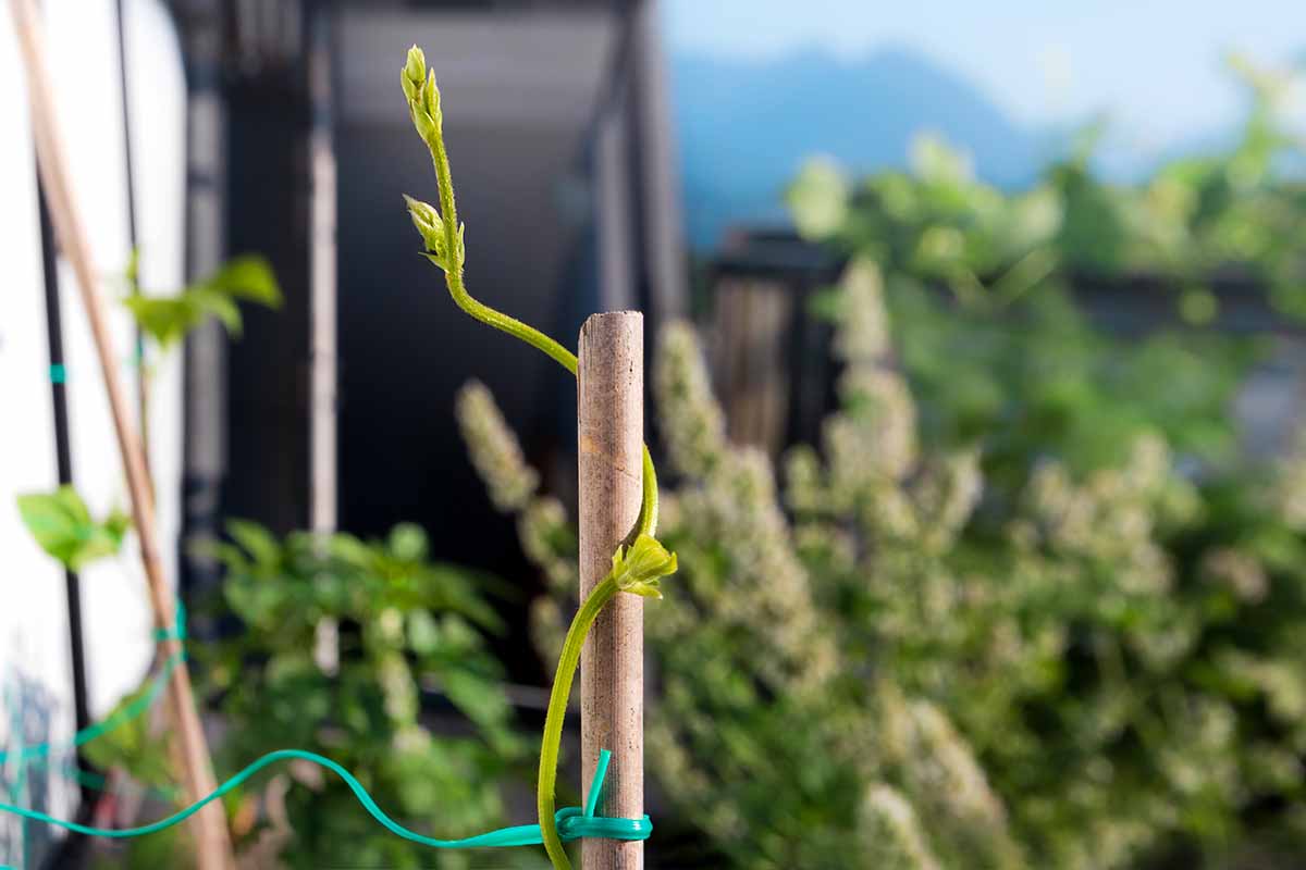 A close up horizontal image of the tendril of a pole bean vine growing up a bamboo stake pictured on a soft focus background.