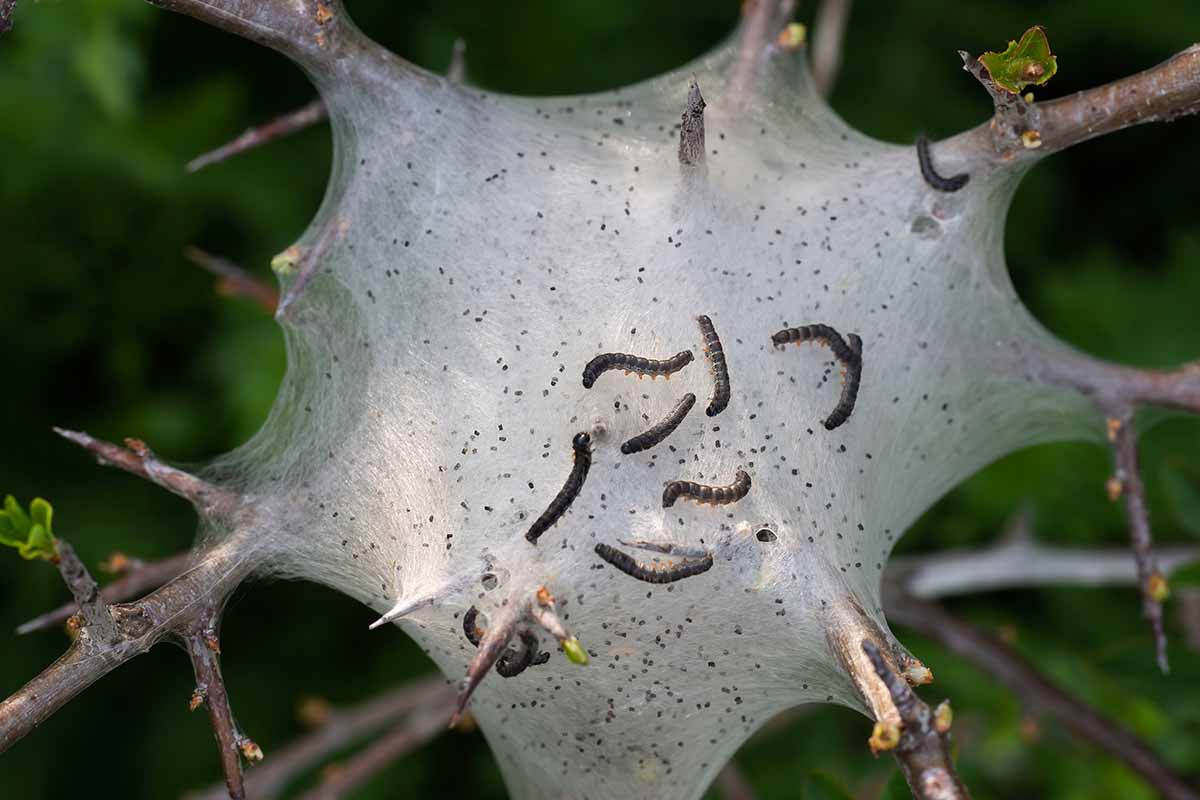 A close up horizontal image of a group of tent caterpillars in their nest.