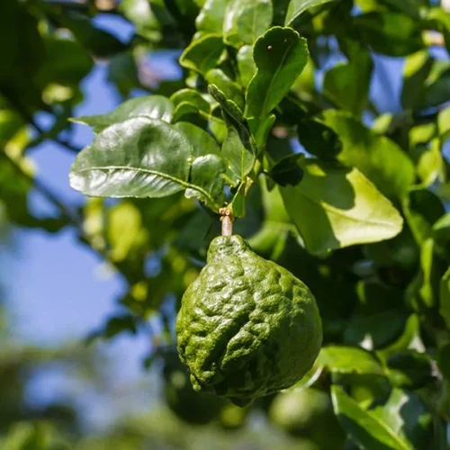 A close up of a Thai lime growing in the garden pictured in bright sunshine.