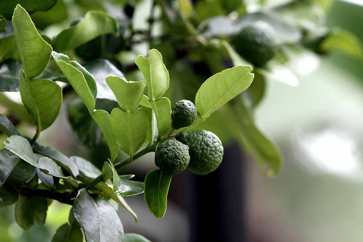 A close up of Thai lime growing in the garden pictured on a soft focus background.