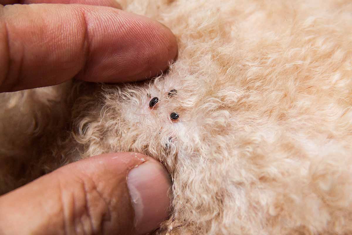 A close up horizontal image of two fingers separating the fur of an animal to reveal ticks and fleas.
