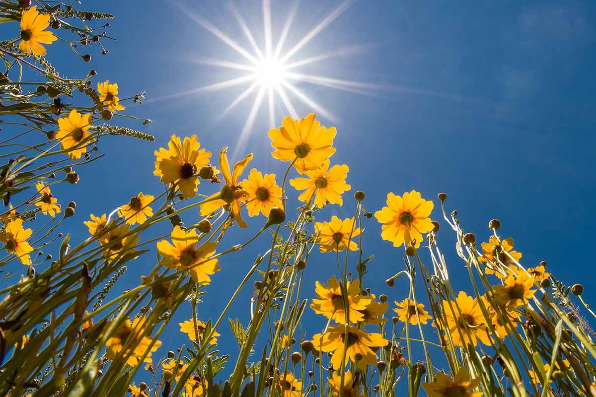Uma imagem horizontal de uma vista de baixo de um prado de flores com o sol refletindo na lente da câmera.