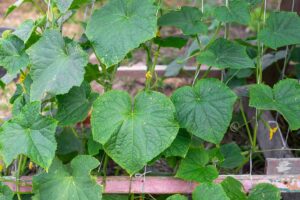 A close up horizontal image of cucumbers growing on metal wire trellis in a raised bed garden.