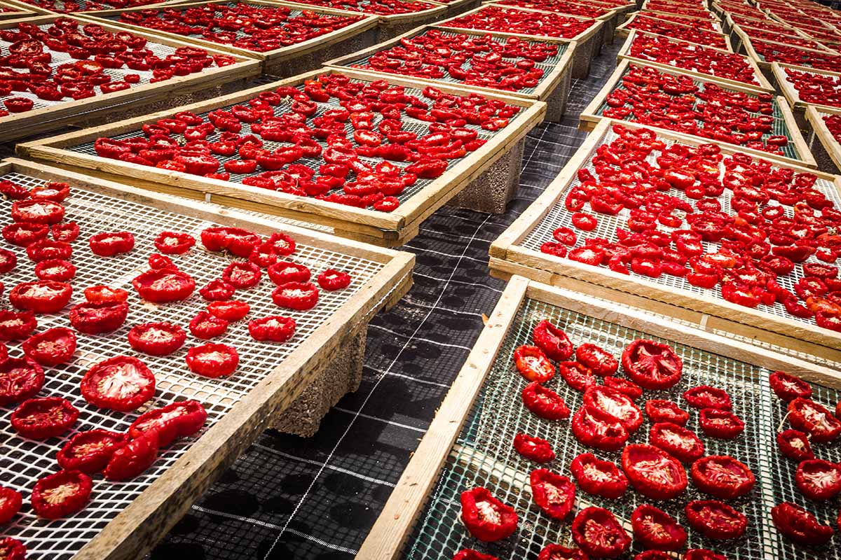 A horizontal image of numerous mesh racks with slices of tomatoes out in the sun to dehydrate.