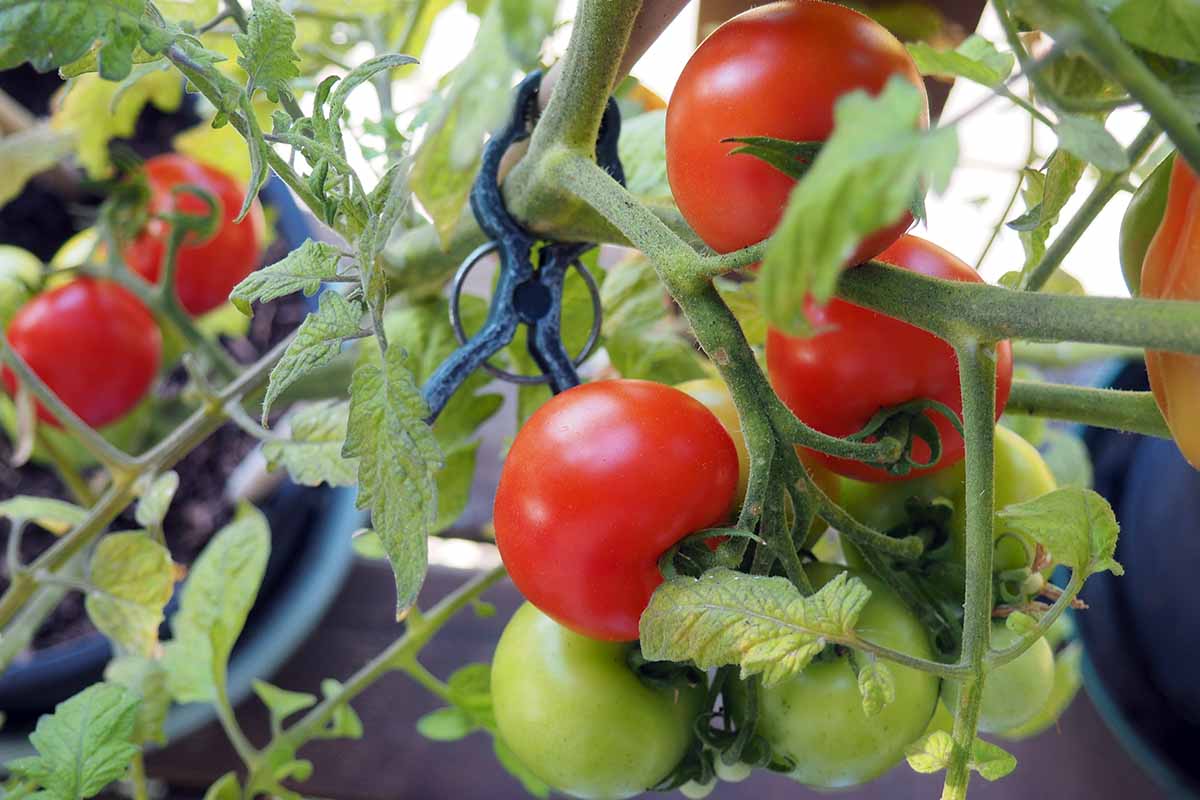 A close up horizontal image of green and red ripe tomatoes growing in containers ready for harvest.