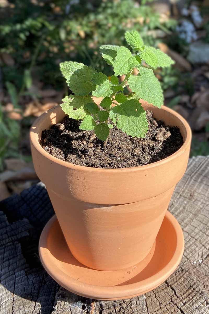A vertical image of lemon balm growing in a terra cotta pot set on a wooden surface in a sunny location outdoors.