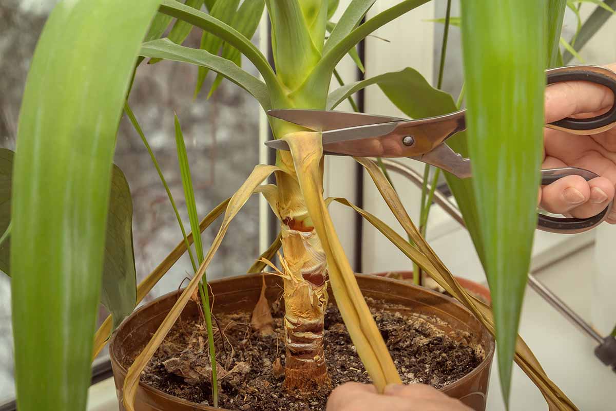 A close up horizontal image of a gardener using a pair of scissors to snip off yellowing lower leaves of a potted indoor yucca plant.
