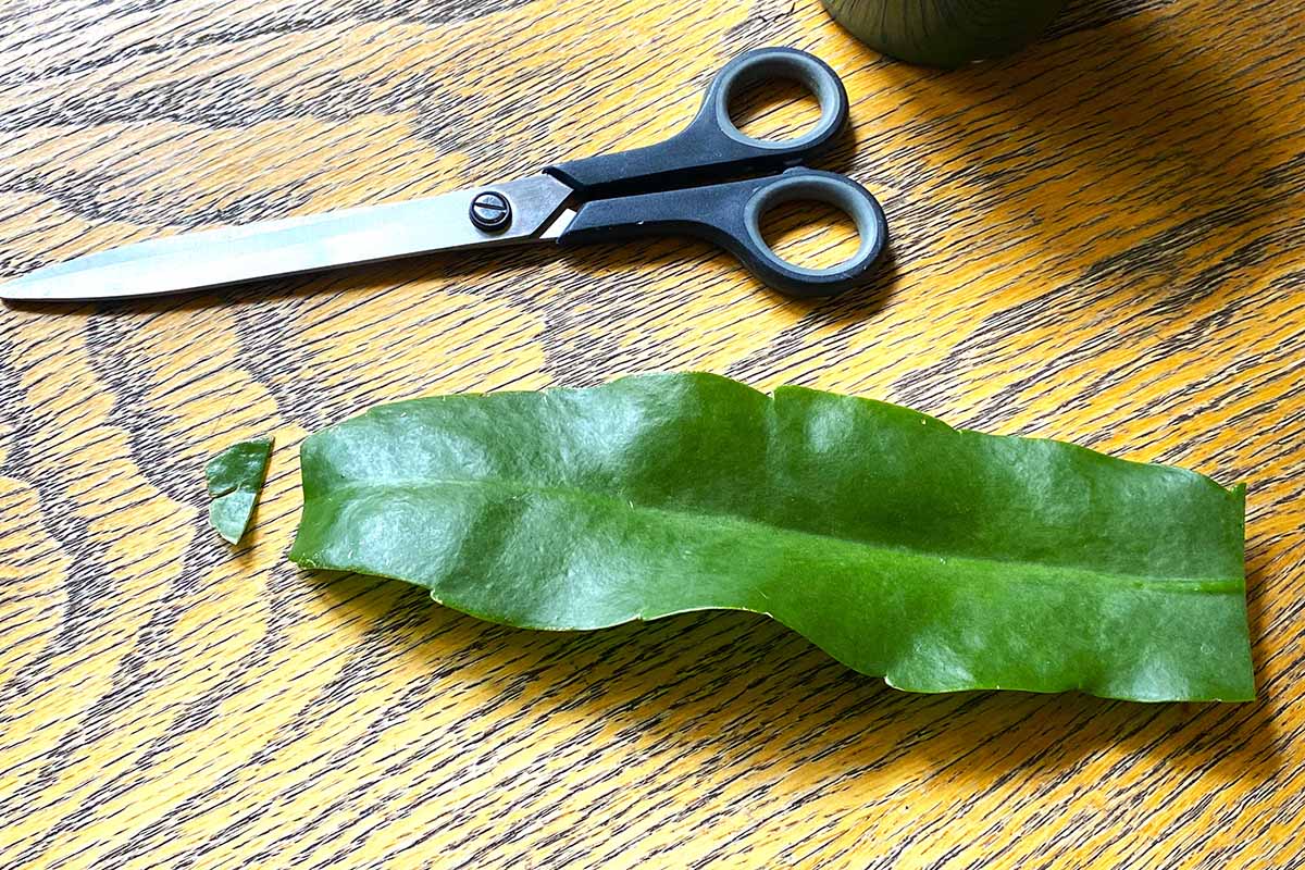 A horizontal image of a pair of scissors and a queen of the night leaf demonstrating trimming the tip of the cutting to aid in rooting.