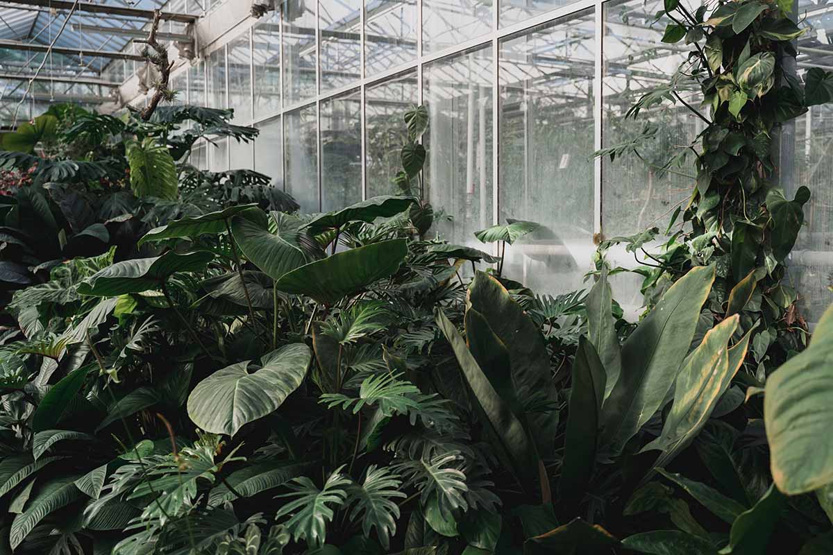 A horizontal image of a collection of tropical plants in a greenhouse.
