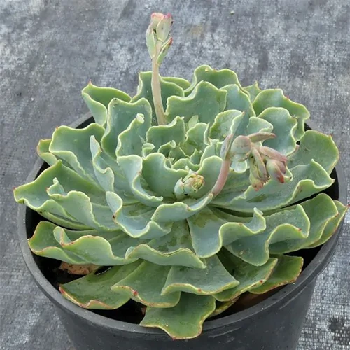 A close up square image of Echeveria 'Truffles' growing in a small pot set on a gray surface.