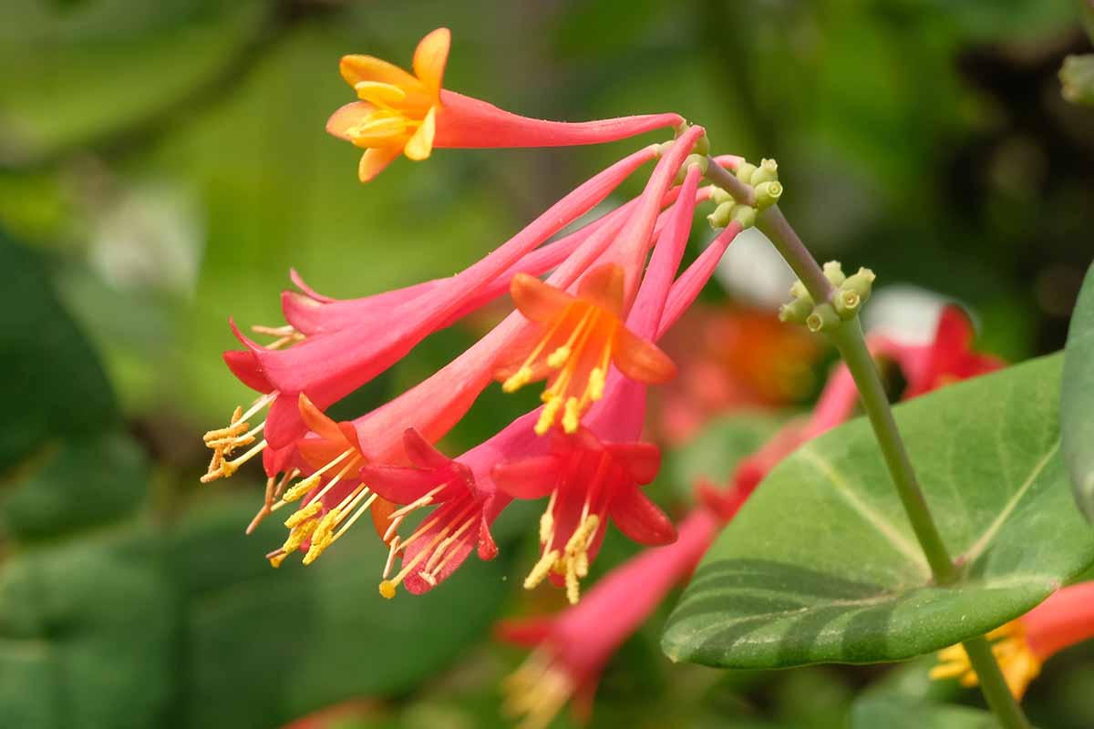 A close up horizontal image of red and yellow trumpet honeysuckle flowers growing in the garden pictured on a soft focus background.