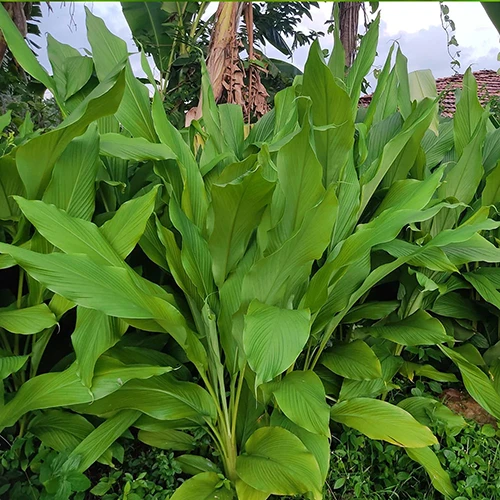 A square image of large turmeric plants growing in the backyard.