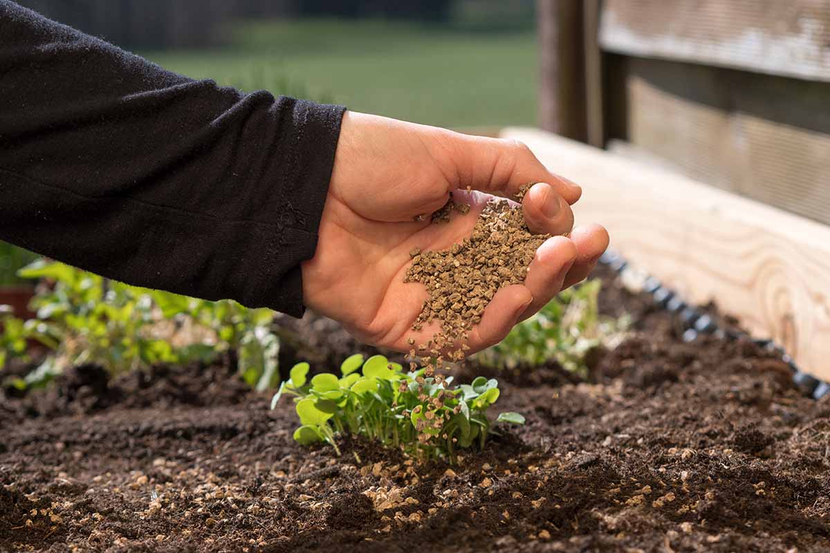 A close up horizontal image of a gardener applying organic fertilizer to plants in the garden.