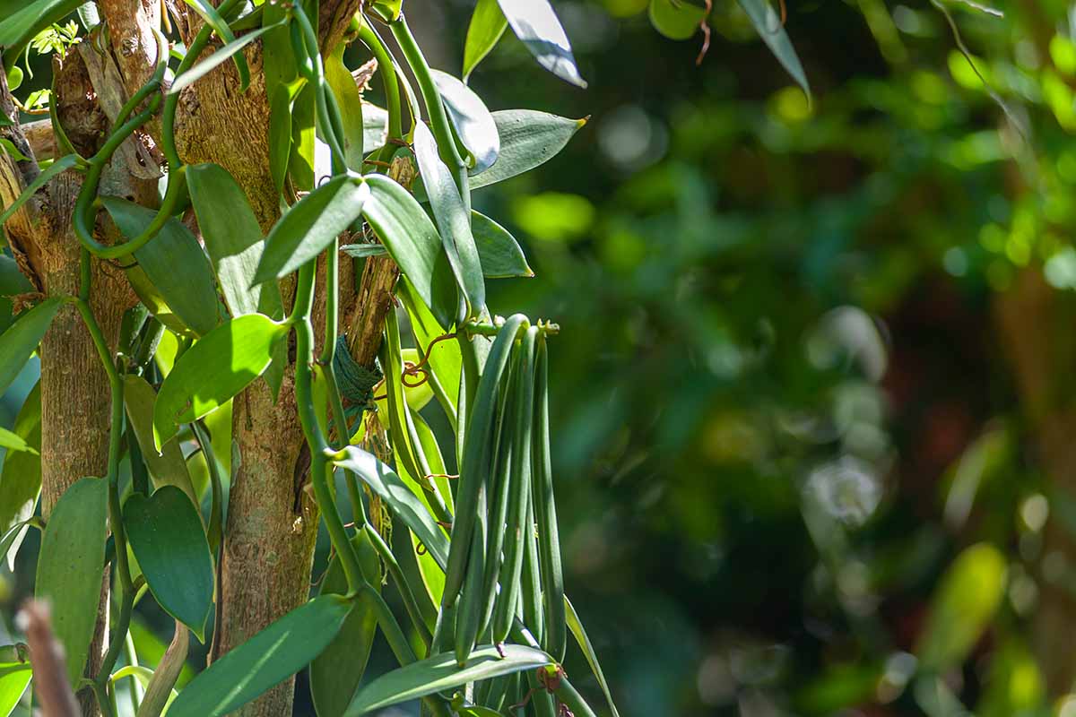 A close up of vanilla orchid growing on a tree in the backyard pictured on a soft focus background.