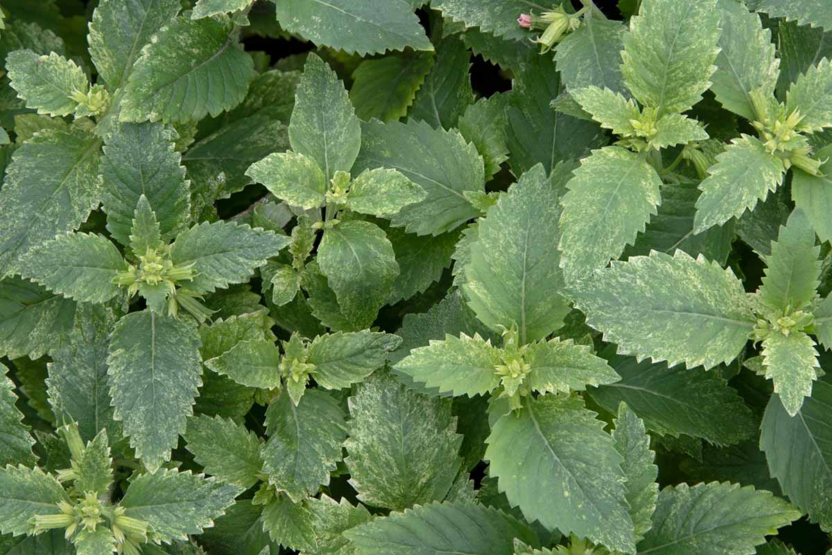 A close up horizontal image of variegated calamint growing in the garden.