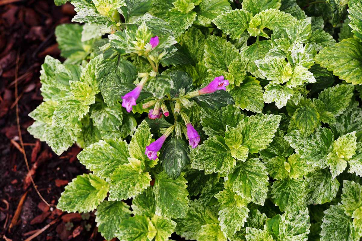 A close up of variegated calamint with small pink flowers growing in the garden.