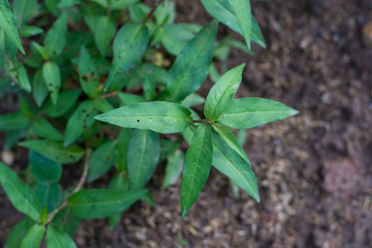 A close up of a Vietnamese cilantro plant growing in the garden.