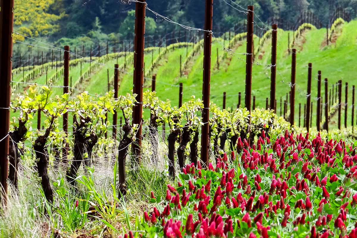 A horizontal image of cover crops growing in an organic vineyard.