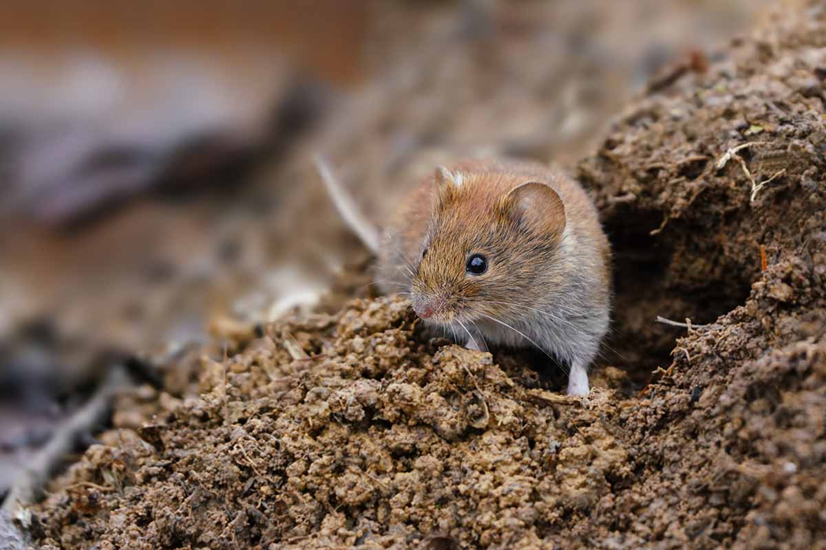A close up horizontal image of a vole in the garden.