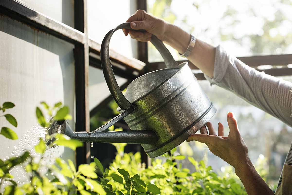 A horizontal image of a gardener watering greenhouse plants using a metal watering can.
