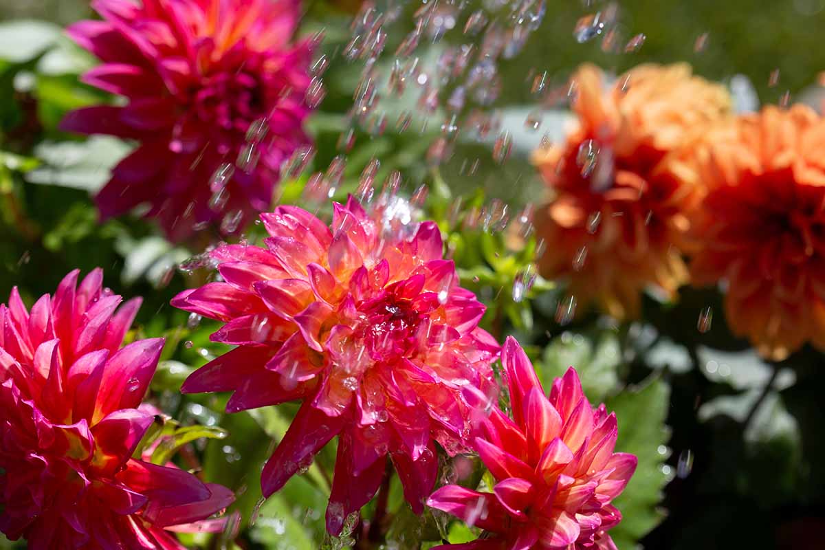 A close up horizontal image of water droplets falling onto flowers growing in a sunny garden.