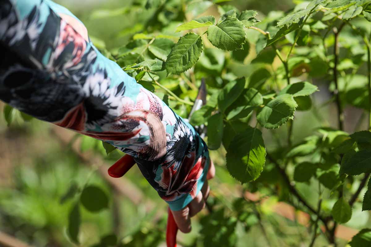 A close up of a the arms of a gardener wearing Farmers Defense sleeves to prune roses in the garden.