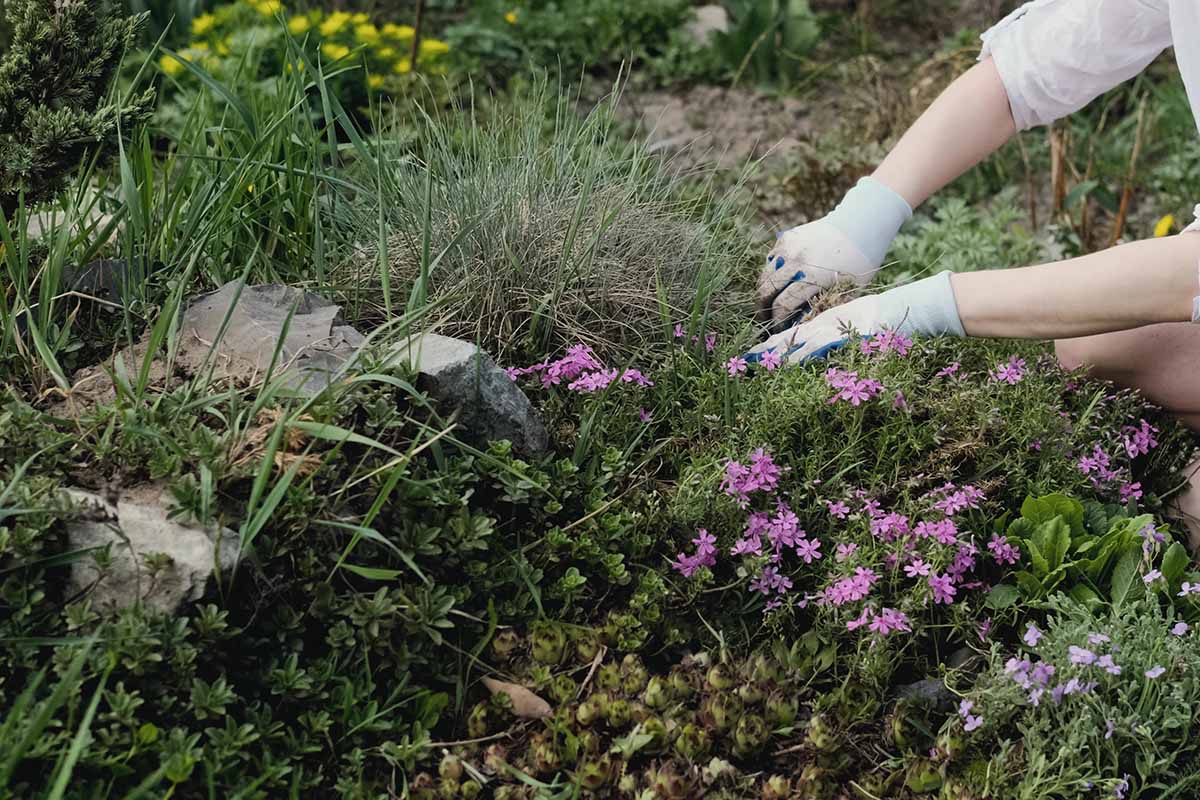 A close up horizontal image of a gardener on the right of the frame pulling weeds from a garden border.