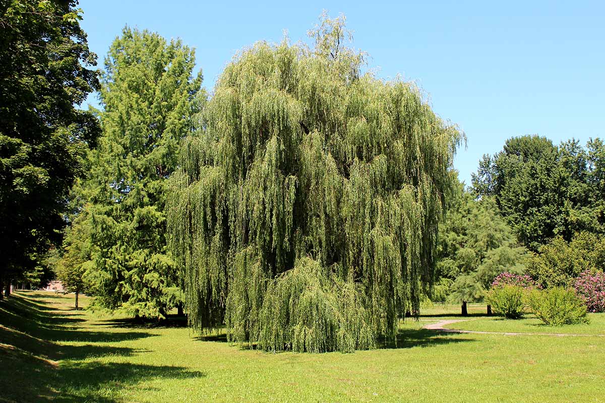 A horizontal image of a large weeping willow growing in a park pictured in bright sunshine on a blue sky background.