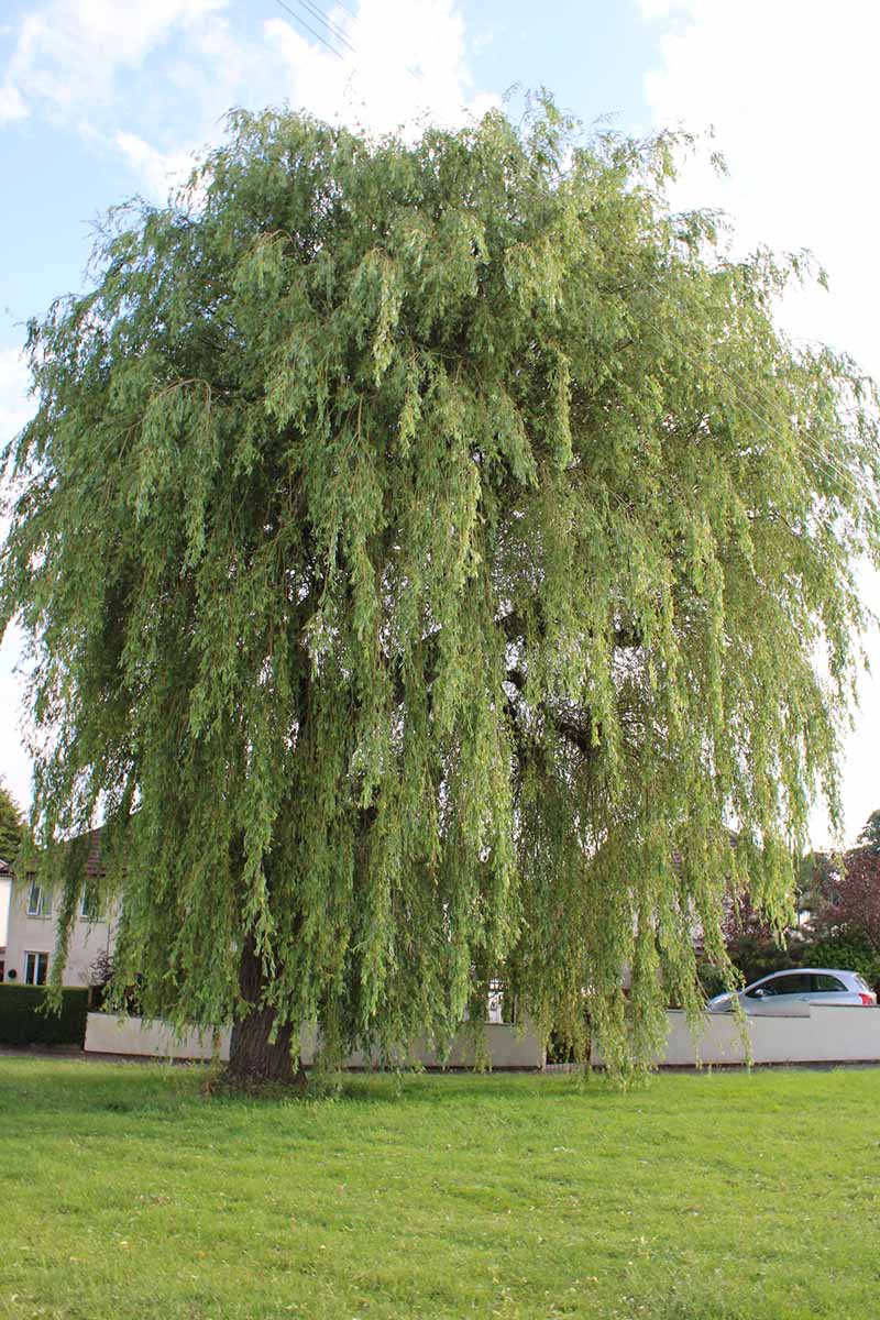 A vertical image of a large Salix babylonica growing outside a residence.