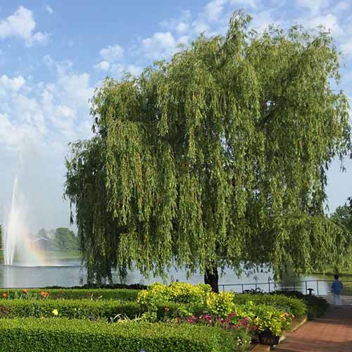 A square image of a large weeping willow growing by the side of a lake in a park.