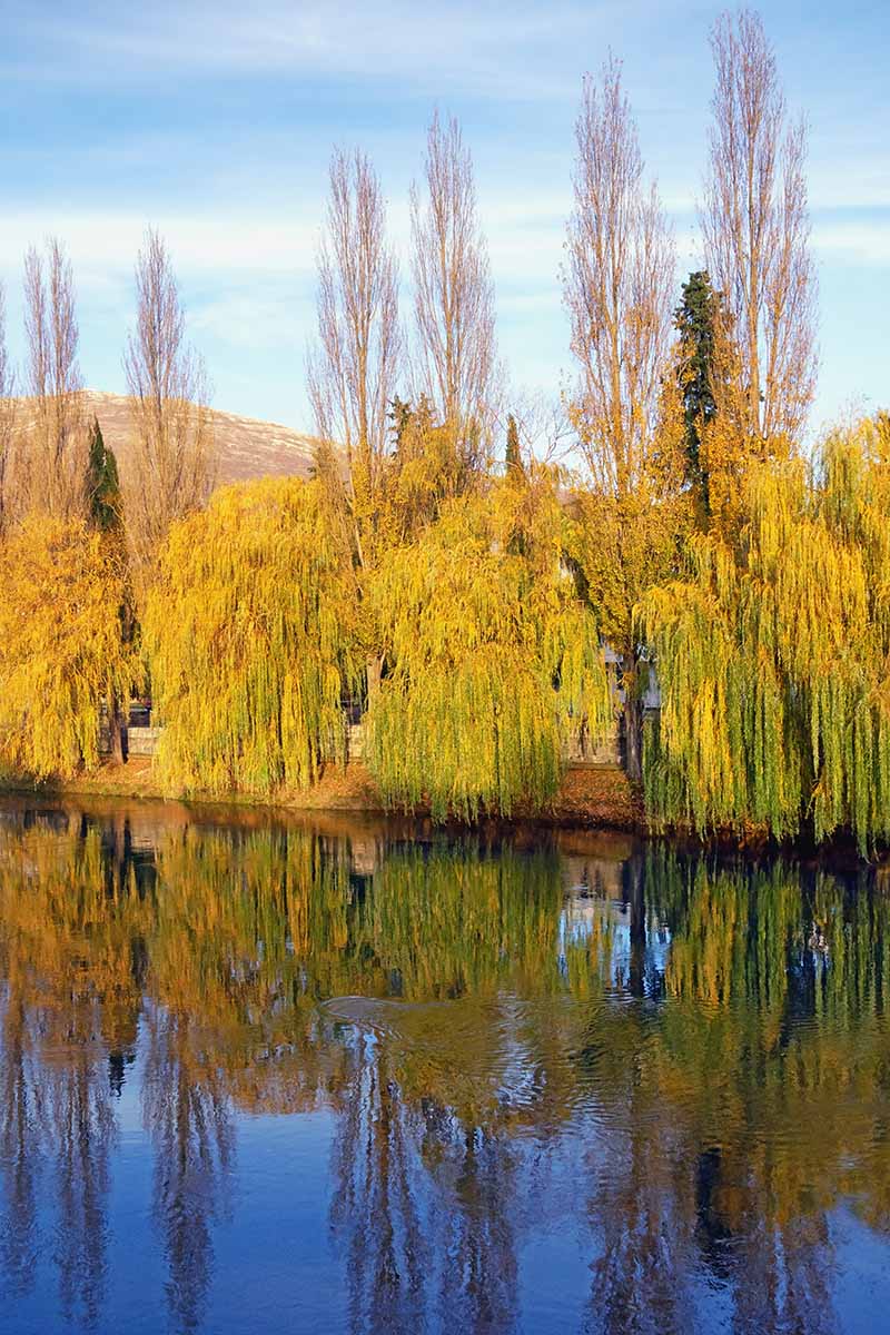A vertical image of Salix babylonica trees growing by the side of a lake with autumn foliage reflected in the water, pictured on a blue sky background.