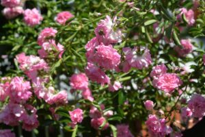 A close up horizontal image of pink Jackson & Perkins roses in full bloom in the garden, pictured in light sunshine.