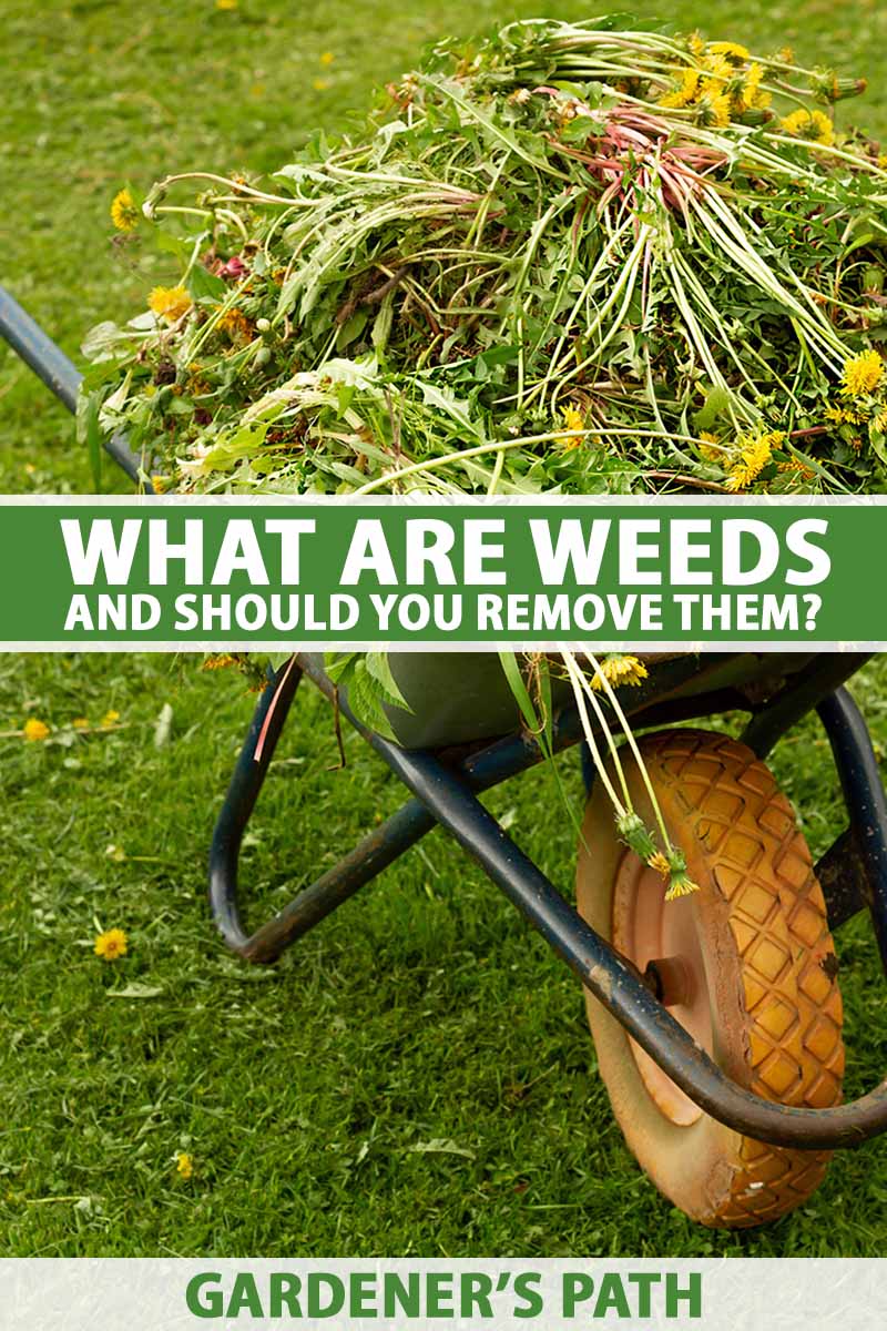 A close up vertical image of a wheelbarrow filled with a variety of different weeds pulled out of the garden. To the center and bottom of the frame is green and white printed text.